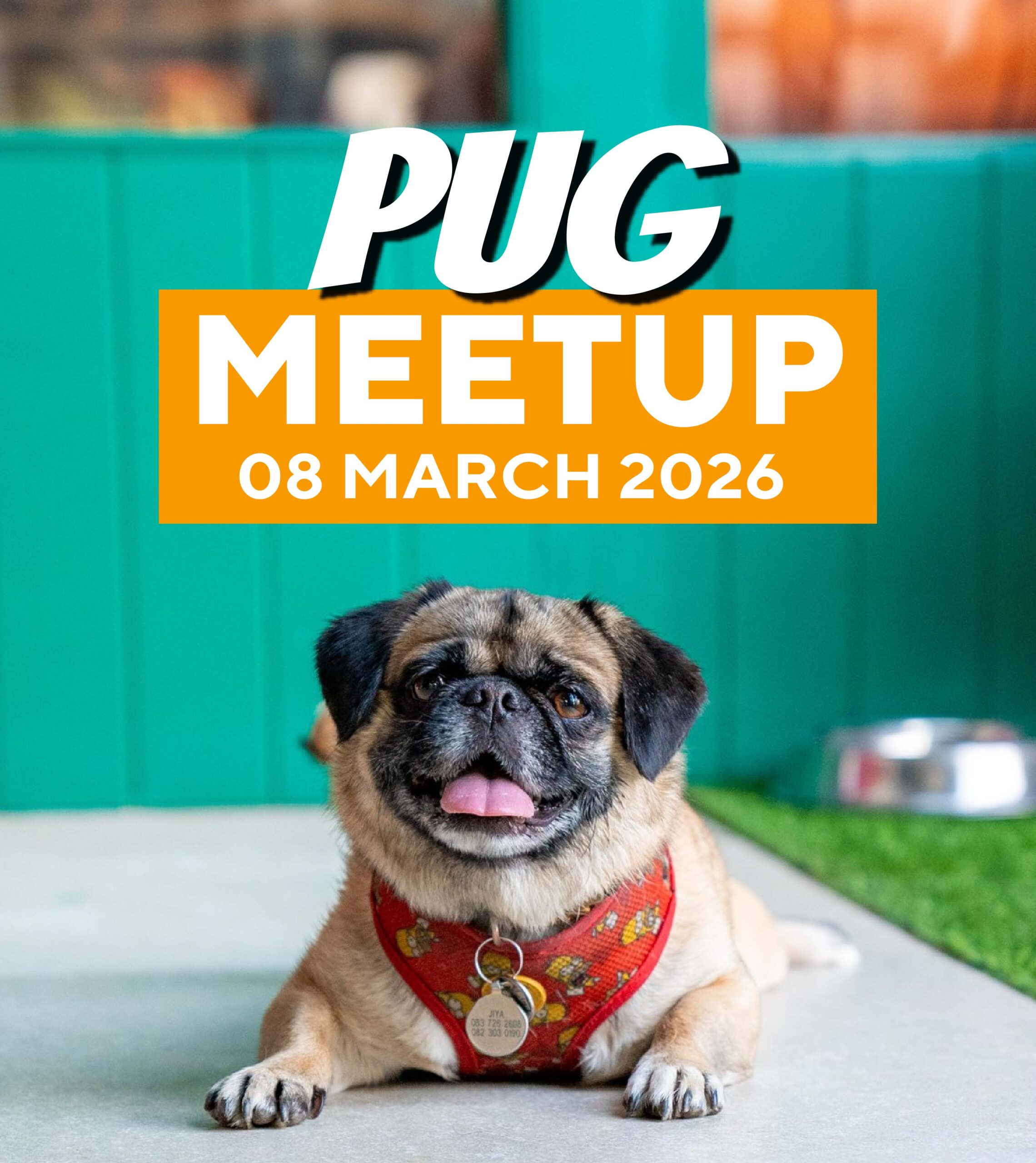 Pug Meet-up at Comic Café